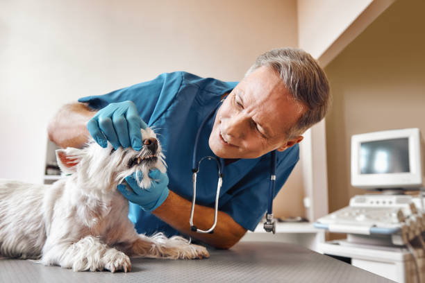 Best Chipped Tooth Repair Near Me  in Ol, LA